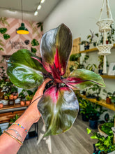 Load image into Gallery viewer, Philodendron Red Heart
