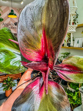 Load image into Gallery viewer, Philodendron Red Heart
