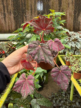 Load image into Gallery viewer, Begonia Rex “Harmony’s Saxon’s Mystery” 4” Rare find (Copy)
