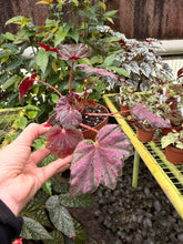 Load image into Gallery viewer, Begonia Rex “Harmony’s Saxon’s Mystery” 4” Rare find (Copy)
