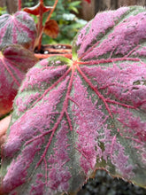 Load image into Gallery viewer, Begonia Rex “Harmony’s Saxon’s Mystery” 4” Rare find (Copy)
