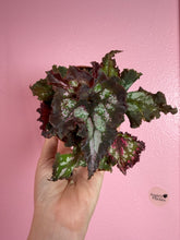 Load image into Gallery viewer, Begonia “Harmony’s Night Constellation”, 4" NEW HYBRID
