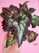 Load image into Gallery viewer, Begonia “Harmony’s Night Constellation”, 4" NEW HYBRID
