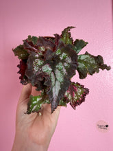 Load image into Gallery viewer, Begonia “Harmony’s Night Constellation”, 4" NEW HYBRID
