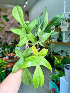 misting philodendron Philodendron Florida Ghost Mint, 4” Pot – Angie's Planties