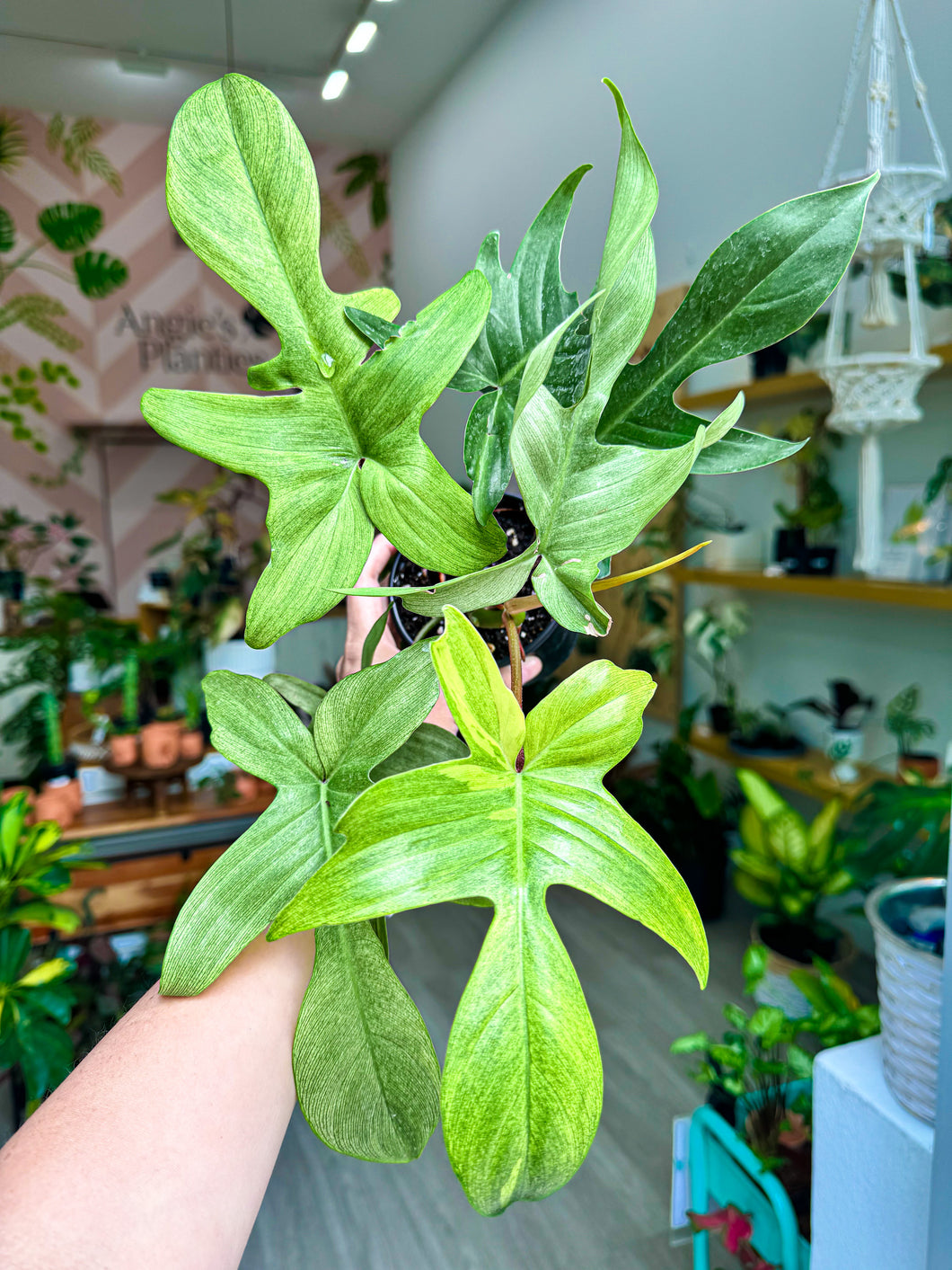 philodendron green florida Philodendron Florida Ghost Mint, 4” Pot