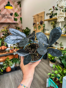where can i get a zz plant Zamioculcas raven 'Black Zz plant' – Angie's Planties