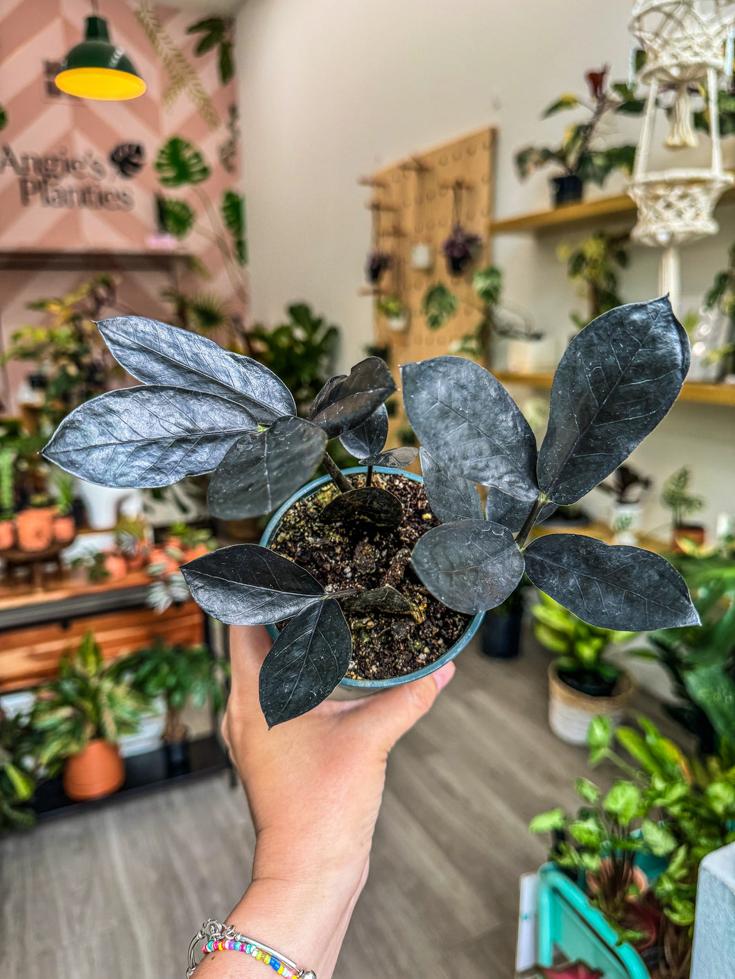 buy black zz plant Zamioculcas Black Raven | 6" Pot | ZZ Plant