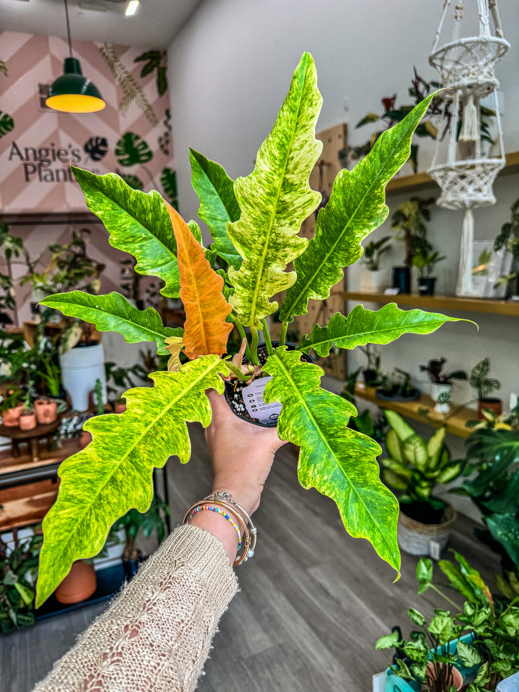 Philodendron Golden Crocodile Marble, 4” Pot