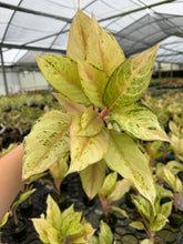 Load image into Gallery viewer, Aglaonema Lucky
