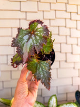 Load image into Gallery viewer, Begonia Rex “Harmony’s Star Dragon” 4”
