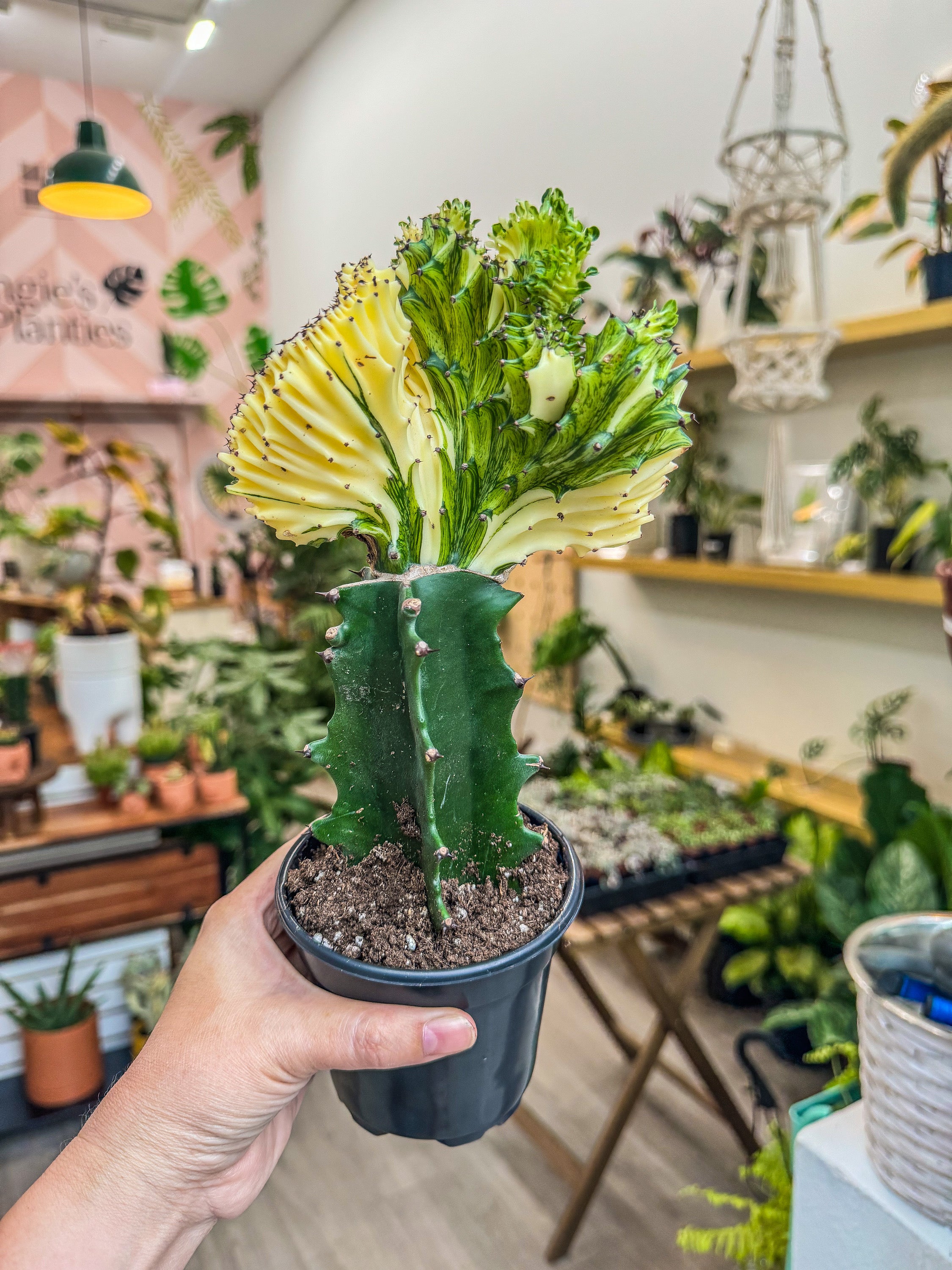 flowering mermaid tail succulent Cactus Mermaid Tail Yellow – Rare Succulent | 4” Plant