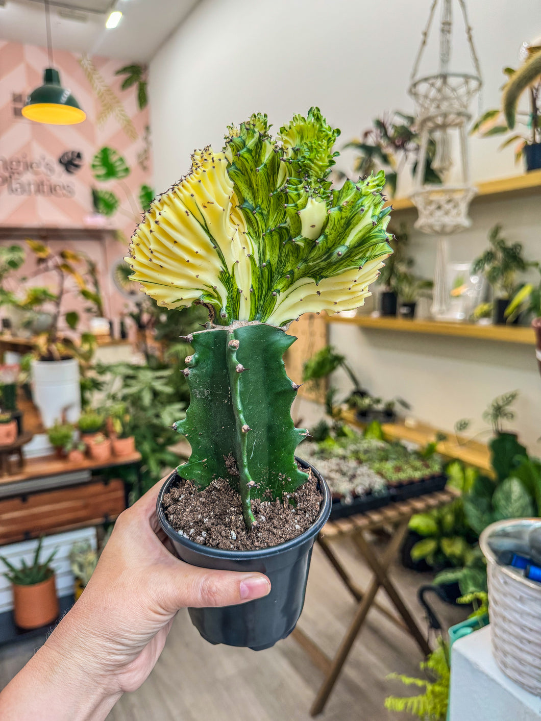 mermaid succulent plant for sale Cactus Mermaid Tail Yellow – Rare Succulent | 4” Plant