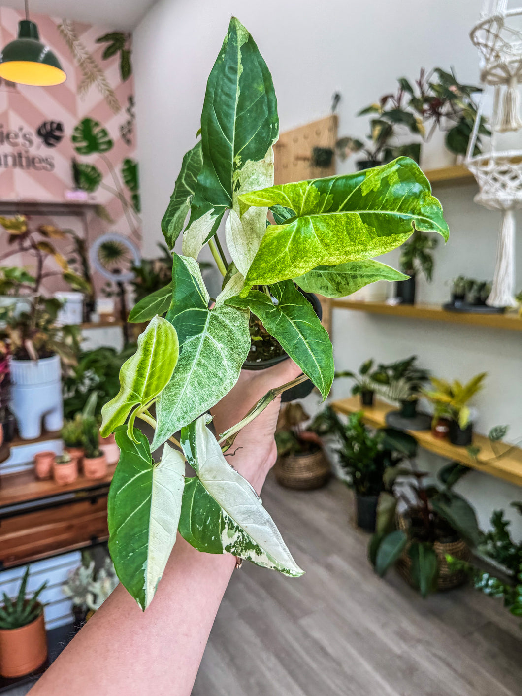 Syngonium Batik Variegated, 4” Pot