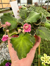 Load image into Gallery viewer, 4&quot;  African Violet “Irish Ruffles”
