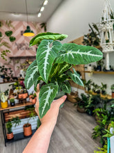 Load image into Gallery viewer, Syngonium wendlandii
