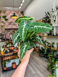 Syngonium wendlandii