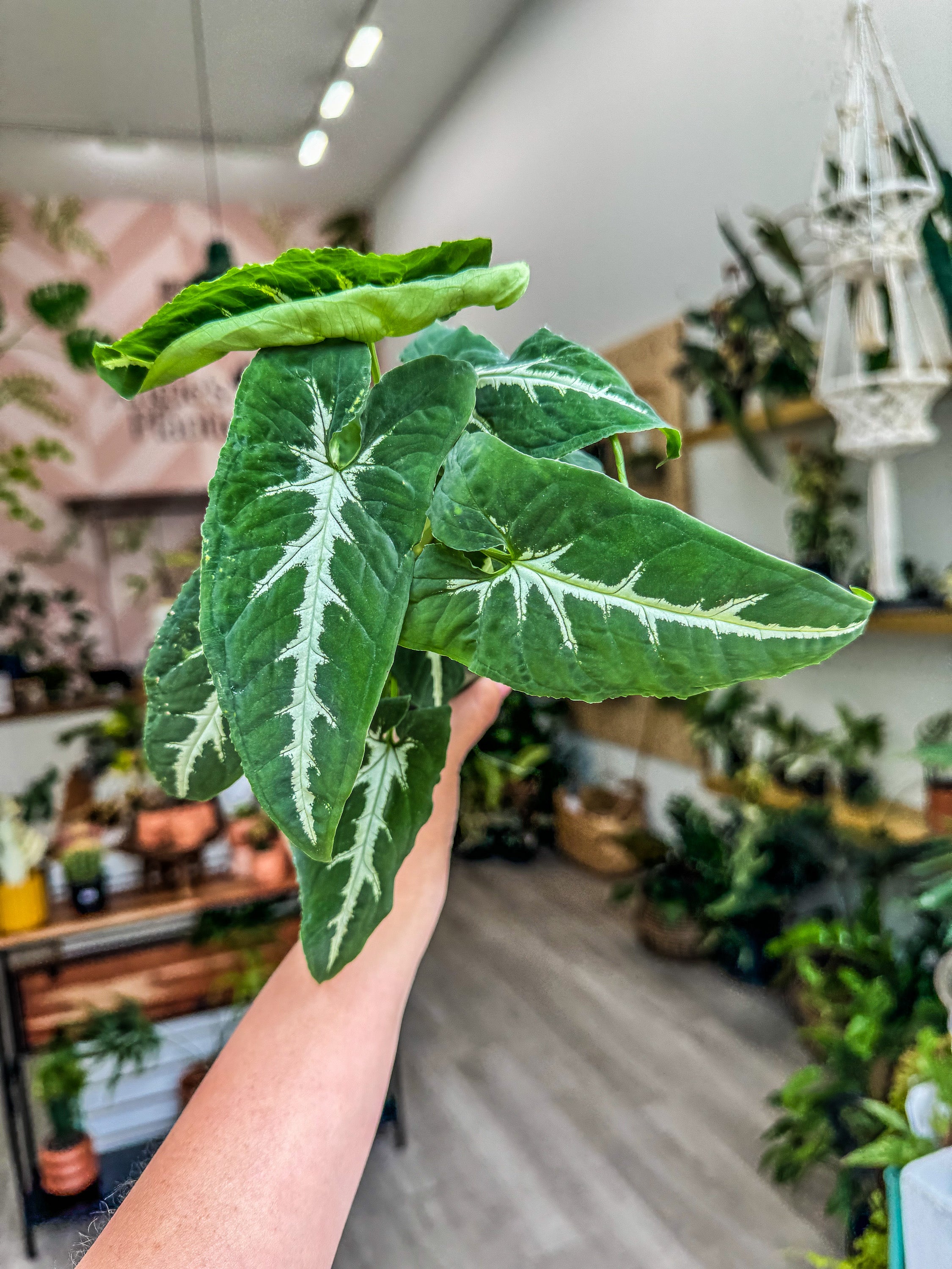 Wekiva Foliage Syngonium Black Velvet-Live Plant in a 4 in. Pot-Syngonium Wendlandii-Stunning Houseplant with Unique Foliage