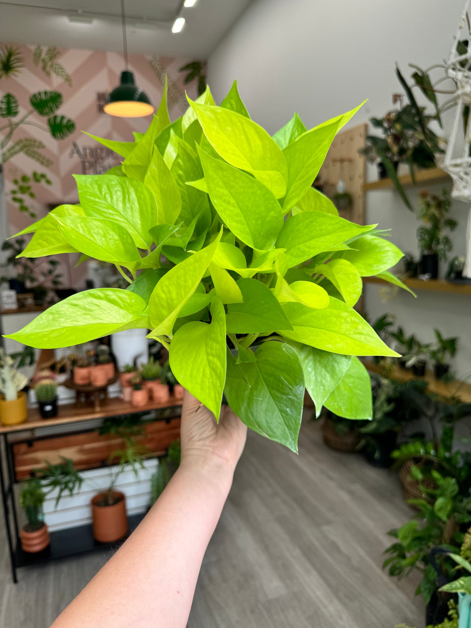neon pothos for sale near me Neon Pothos - Pothos Plant Care Guide