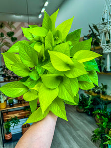 neon pothos near me 6" Neon Pothos – Angie's Planties