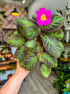 Episcia Pink Panther