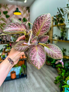 Episcia Temptation