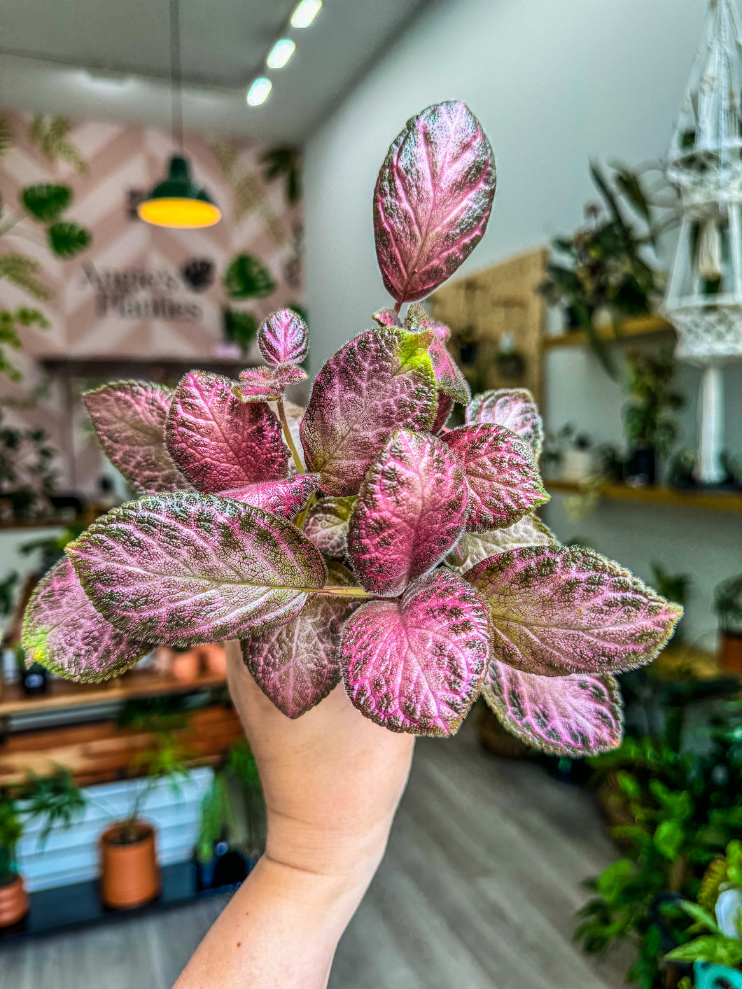 Episcia Alice’s Aussie