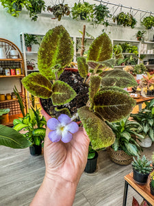 Episcia Emerald Green, 4”