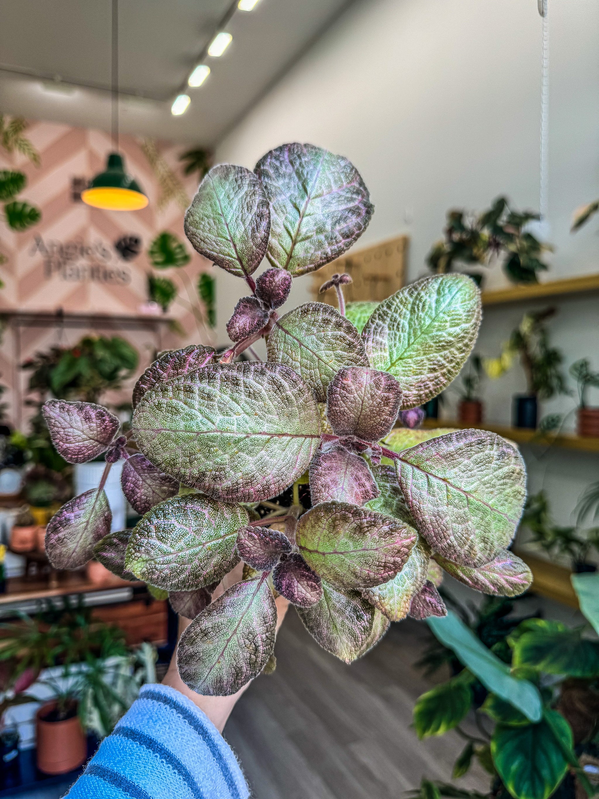 Episcias – Angie's Planties