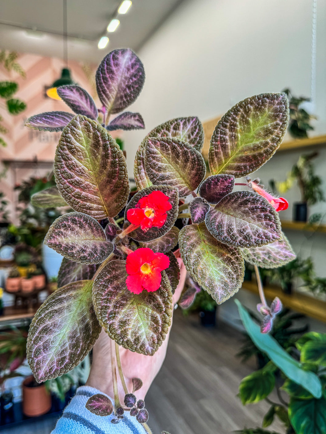 Episcia Temptation