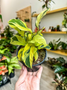 Calathea "Thai Beauty"