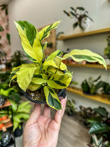 Calathea "Thai Beauty"