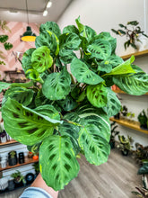 Load image into Gallery viewer, Maranta Beauty Kim / Variegated Maranta
