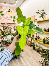 Load image into Gallery viewer, Philodendron Golden Violin
