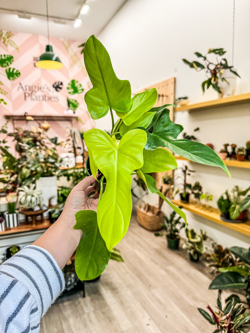 Philodendron Golden Violin