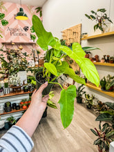 Load image into Gallery viewer, Philodendron Golden Violin
