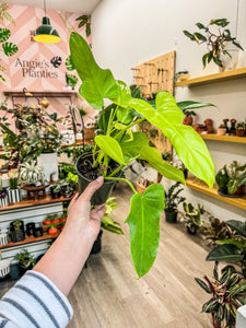 Philodendron Golden Violin