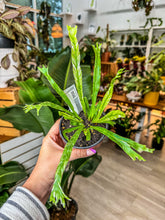 Load image into Gallery viewer, Birds-nest fern variegated, 4” Pot
