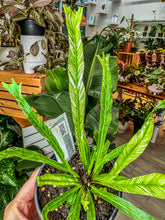 Load image into Gallery viewer, Birds-nest fern variegated, 4” Pot
