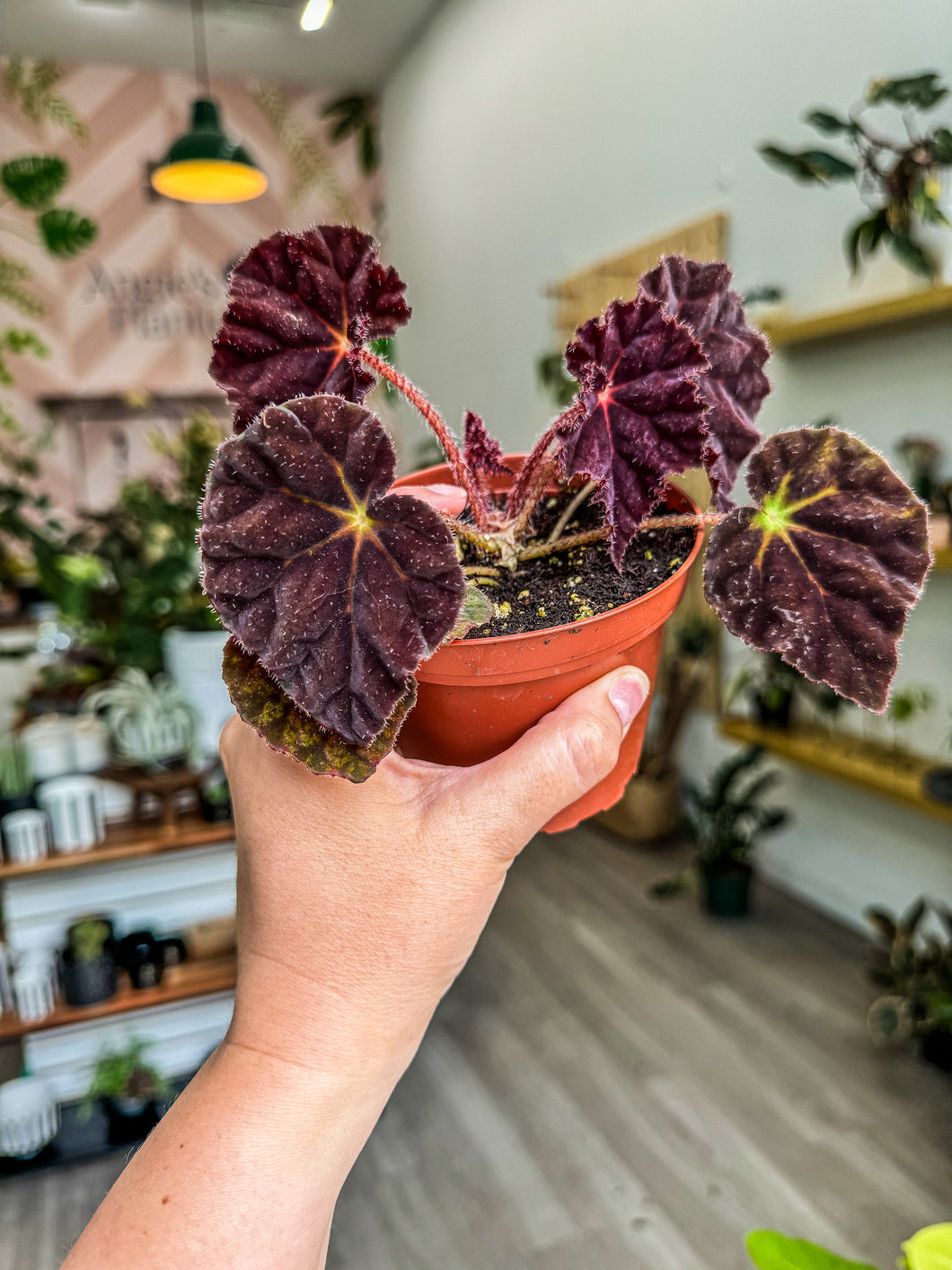 Begonia 'Madam O’Reily'