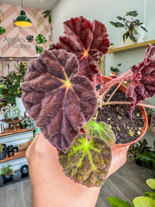 Begonia 'Madam O’Reily'