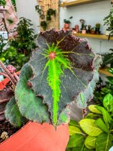 Load image into Gallery viewer, Begonia 'Boyfriend'
