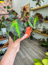 Load image into Gallery viewer, Begonia 'Boyfriend'
