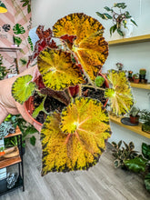 Load image into Gallery viewer, Begonia &#39;Peter Piper”
