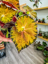 Load image into Gallery viewer, Begonia &#39;Peter Piper”
