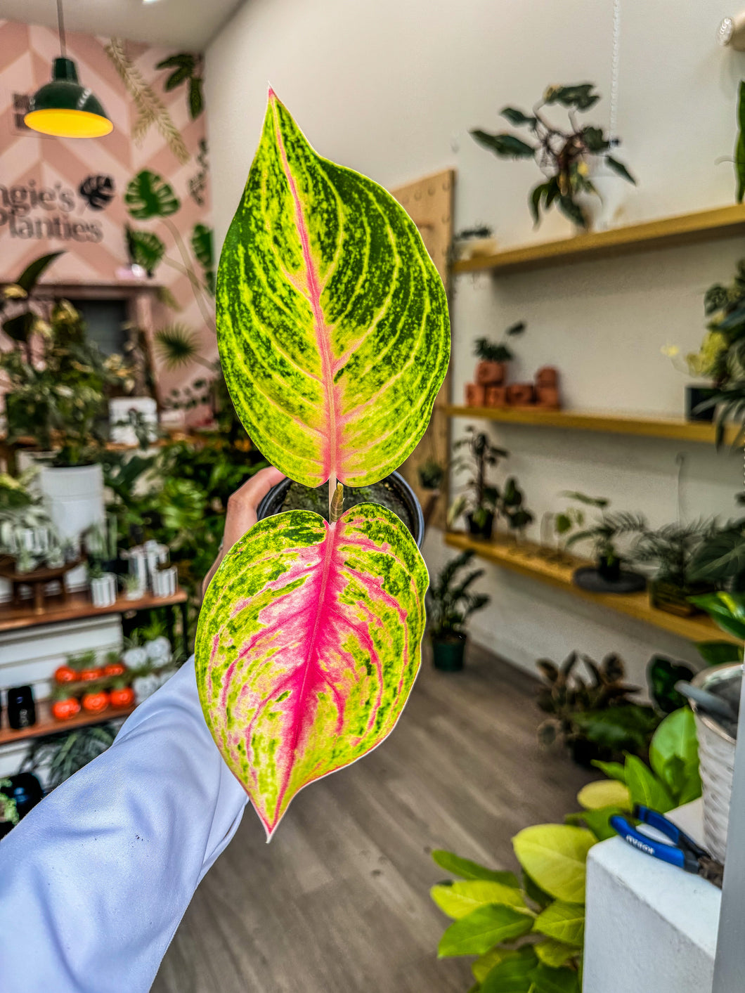 Aglaonema Andini 4”