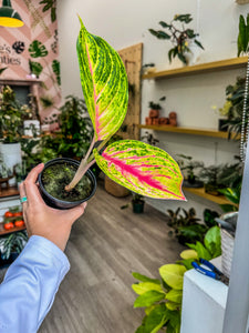 Aglaonema Andini 4”