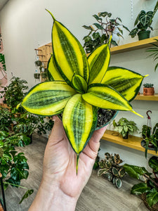 Sansevieria Gold Hahnii Birds nest