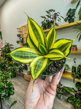 Load image into Gallery viewer, Sansevieria Gold Hahnii Birds nest
