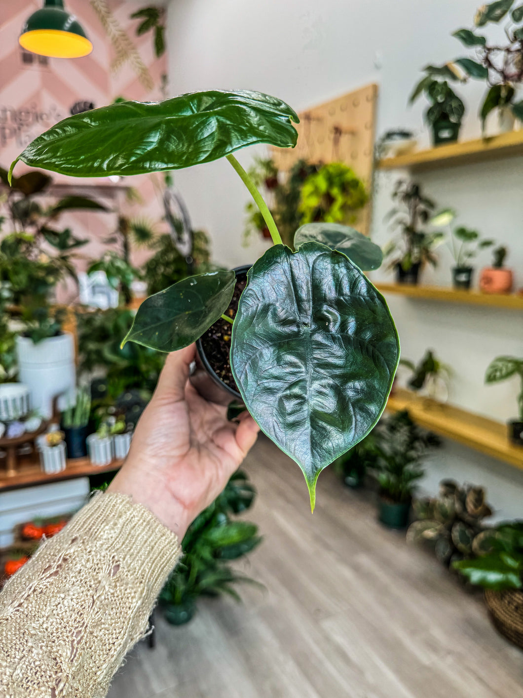 Alocasia Green Unicorn